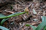 Haemanthus albiflos