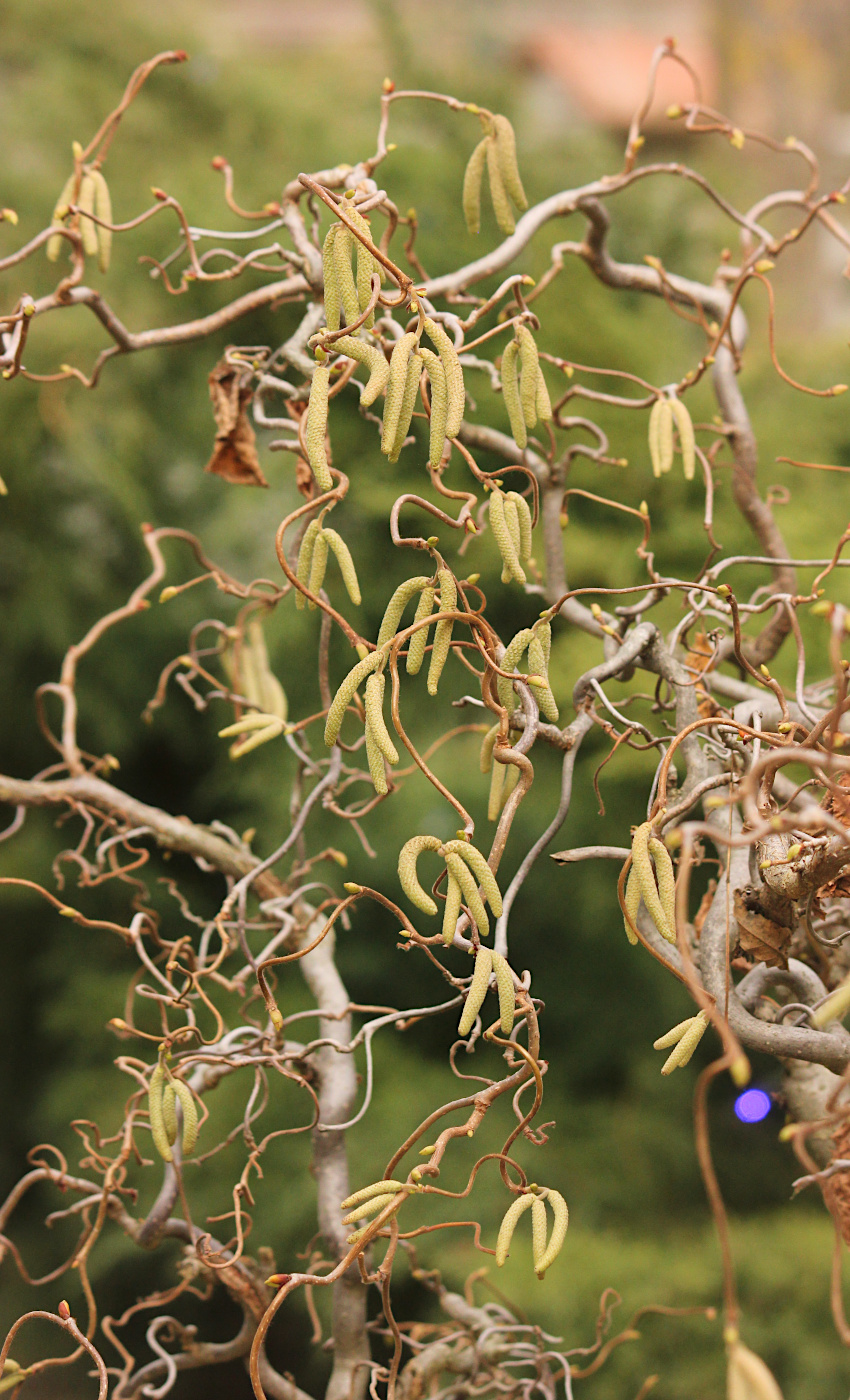 Изображение особи Corylus avellana.