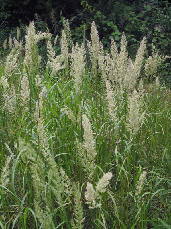 Image of Calamagrostis extremiorientalis specimen.