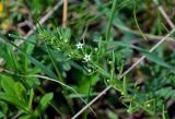 genus Thesium