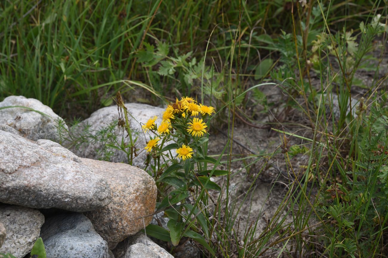 Изображение особи Inula aspera.