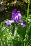 Iris aphylla