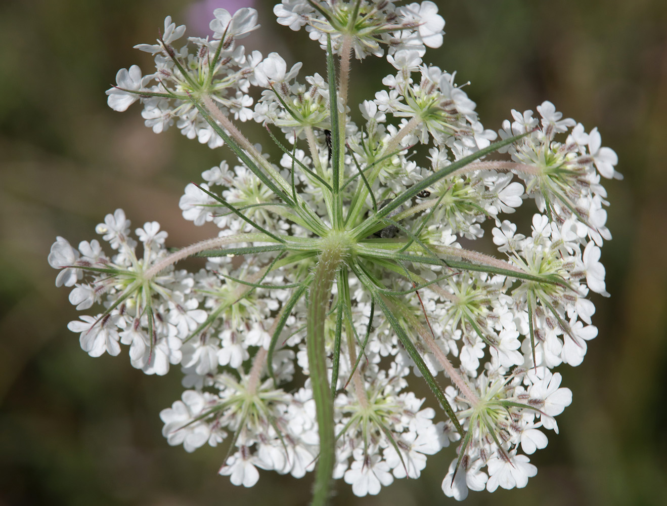 Image of Daucus guttatus specimen.