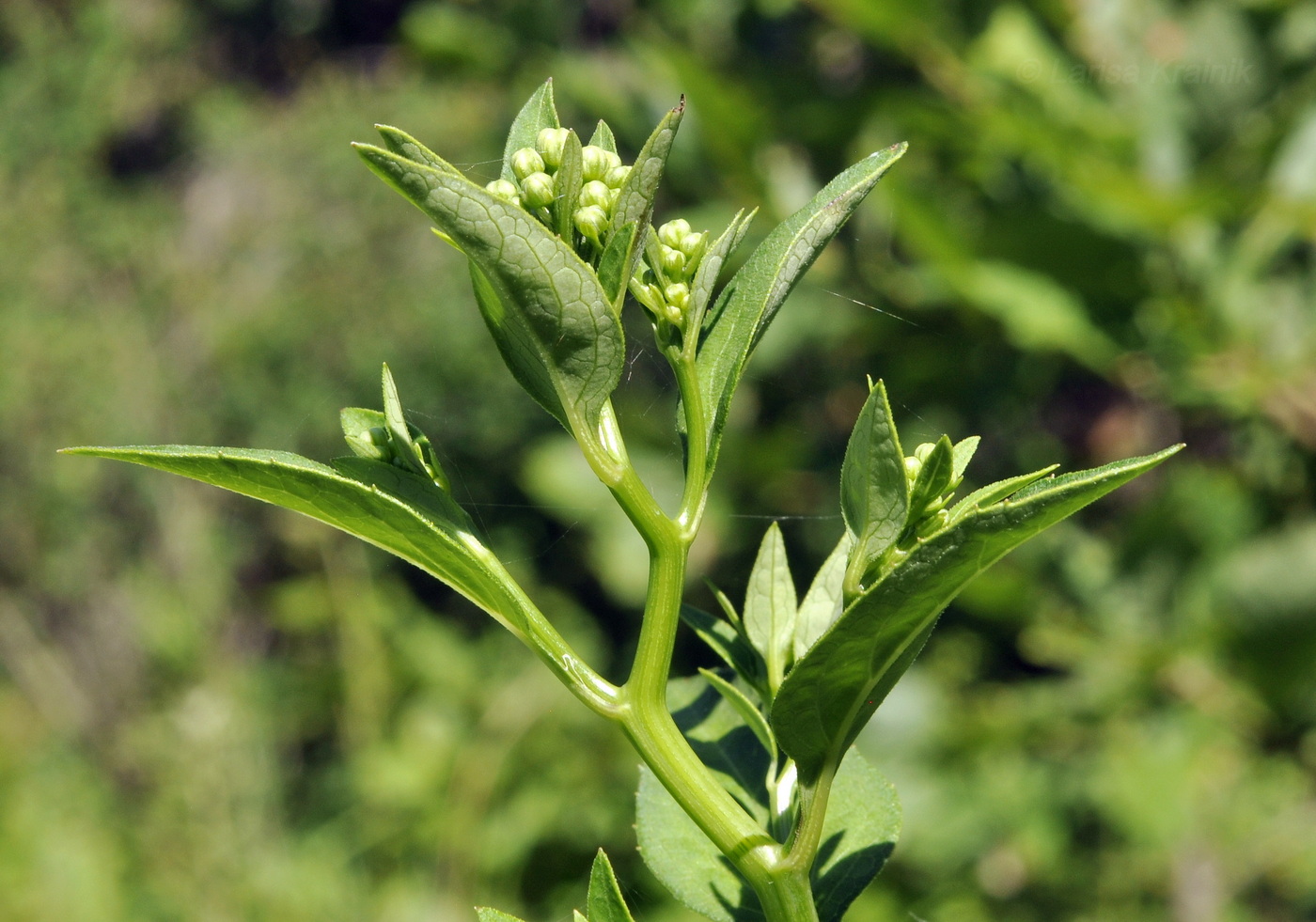 Изображение особи Doellingeria scabra.