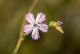 genus Dianthus. Цветок. Астраханская обл., Ахтубинский р-н, гора Большое Богдо, степной сухой склон. 19.07.2023.