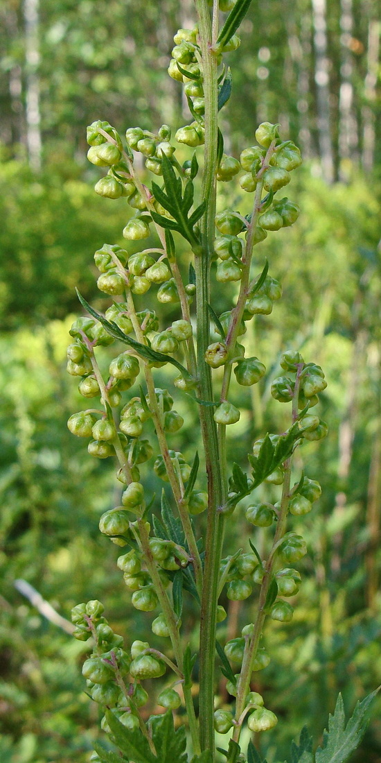 Image of Artemisia maximovicziana specimen.