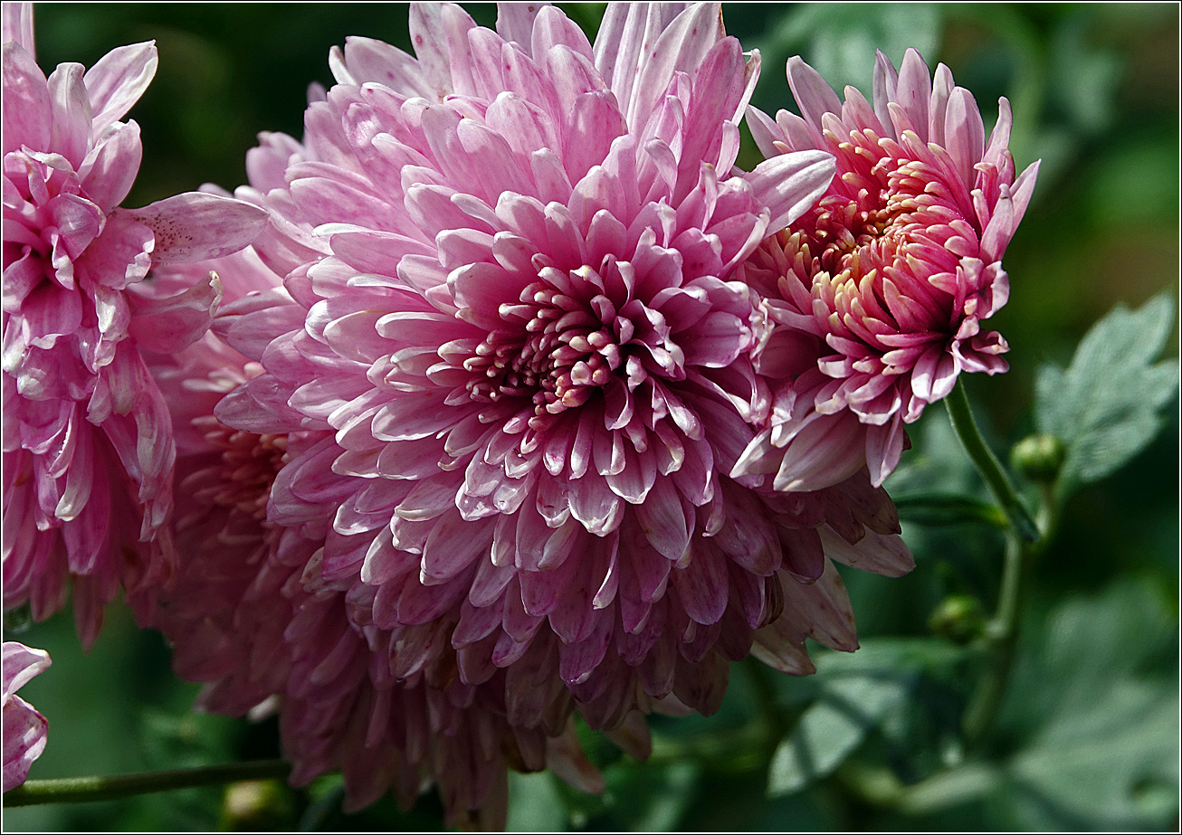 Image of Chrysanthemum indicum specimen.