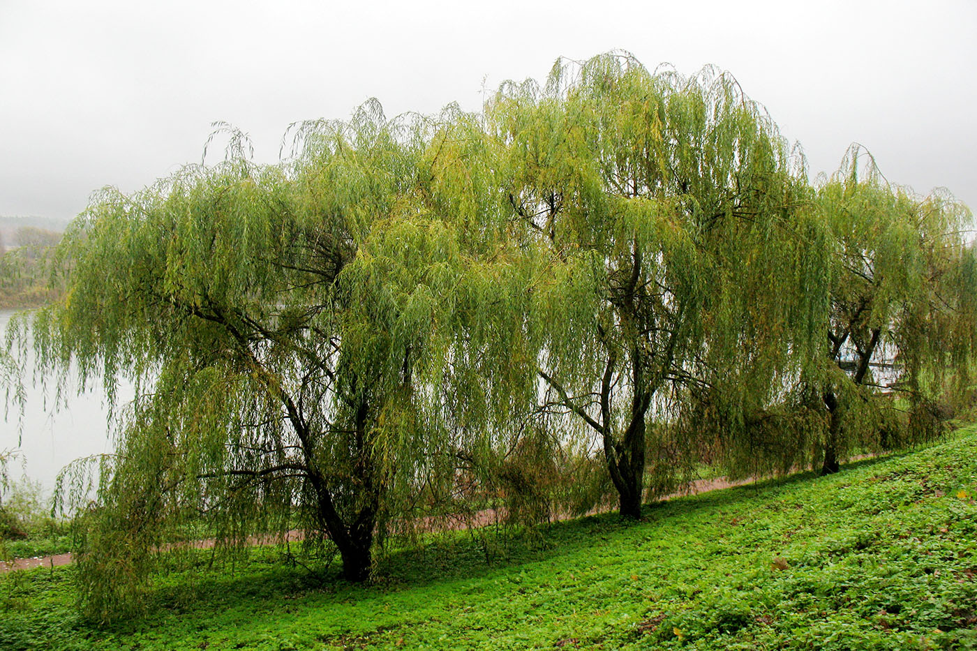 Изображение особи Salix babylonica.