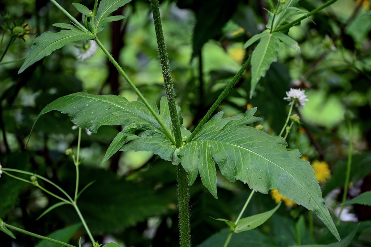 Image of Knautia involucrata specimen.