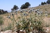 Echinops leiopolyceras