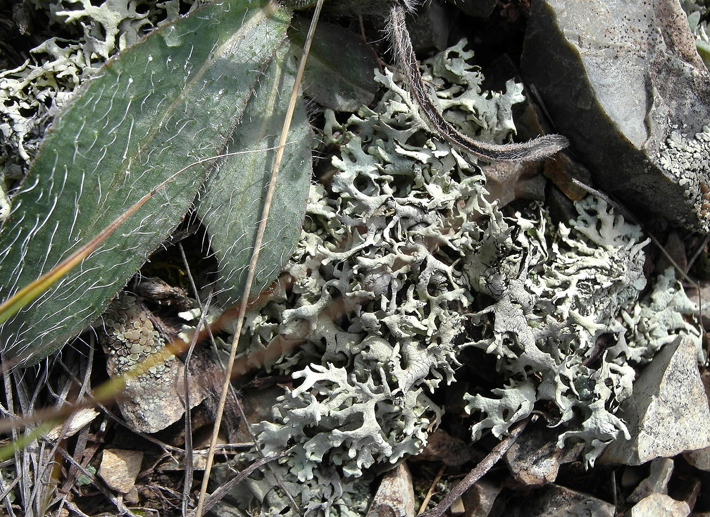 Image of Xanthoparmelia vagans specimen.