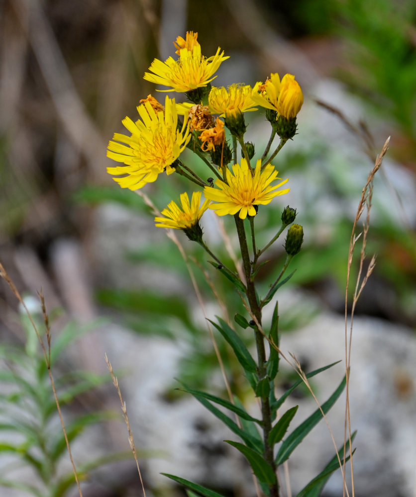 Image of Hieracium umbellatum specimen.