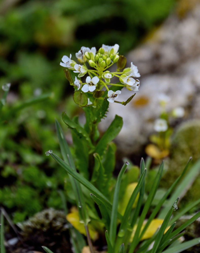 Image of Thlaspi arvense specimen.