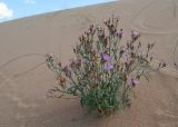 Dianthus versicolor. Цветущее растение на подветренной стороне дюны. Республика Саха (Якутия), Хангаласский улус, Мальжагарский 2-й наслег, правый берег р. Лена, тукулан Самыс-Кумага. 31.07.2023.