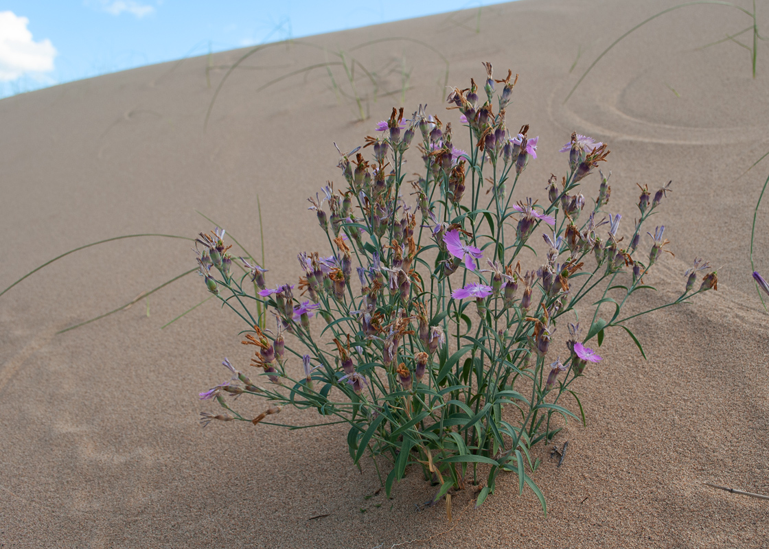 Изображение особи Dianthus versicolor.