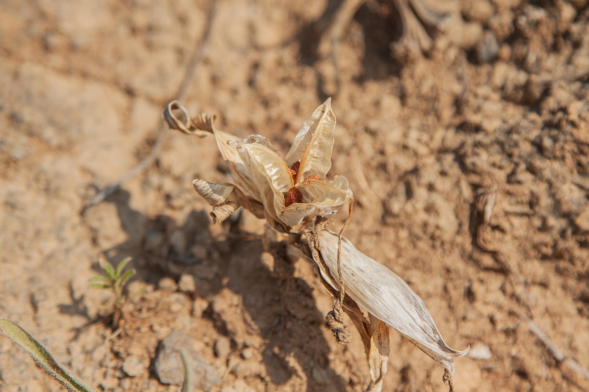 Image of Juno caucasica specimen.