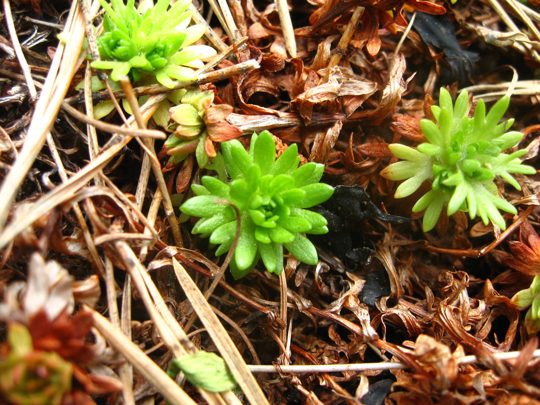 Image of Saxifraga cespitosa ssp. exaratoides specimen.