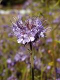 Phacelia tanacetifolia. Соцветие. Магаданская обл., окр. г. Магадан, мкр-н Автодром, частное подворье. 14.09.2017.