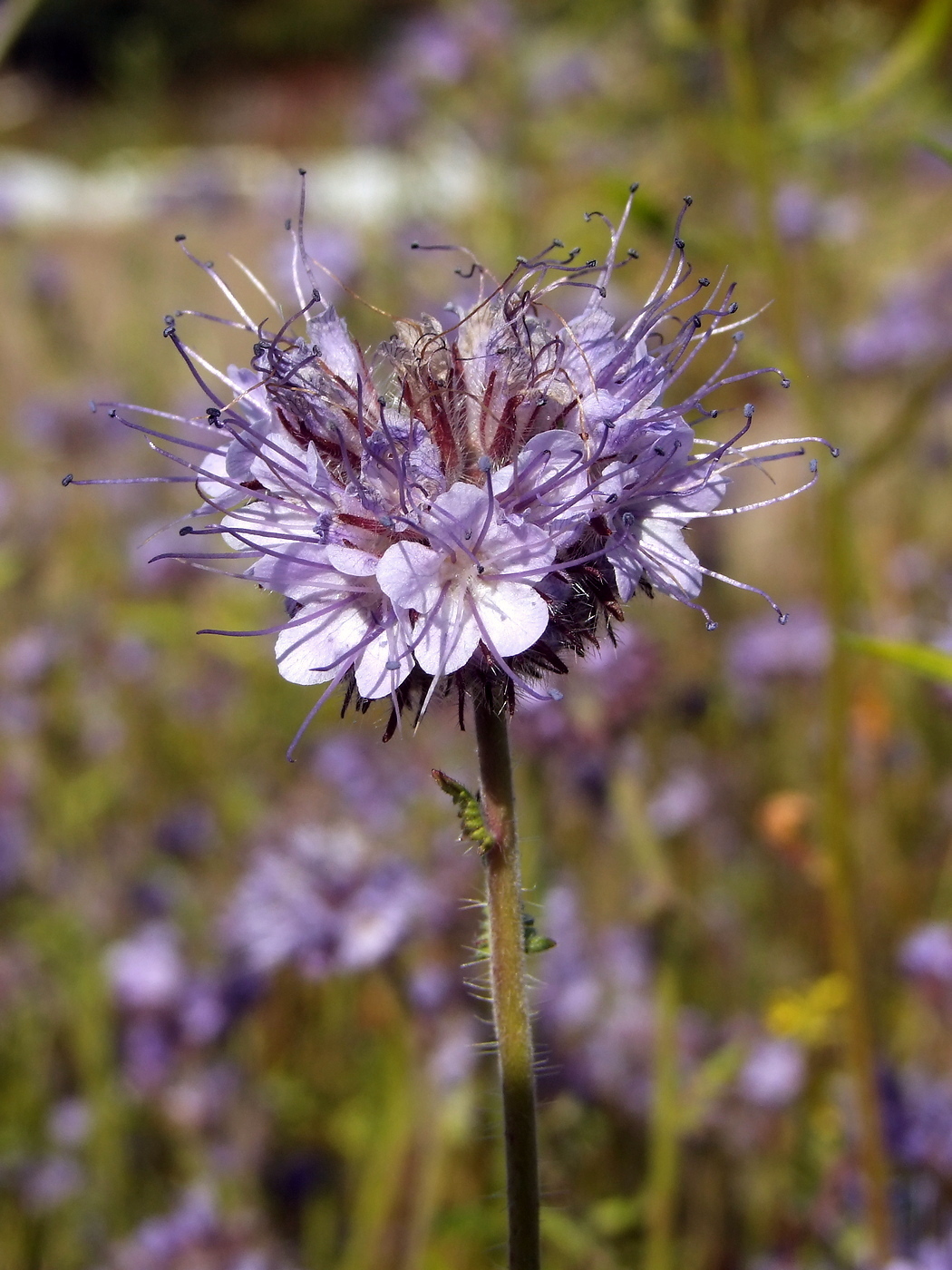 Image of Phacelia tanacetifolia specimen.