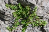 Parietaria judaica. Отцветающее растение. Северная Осетия, Алагирский р-н, Куртатинское ущелье, Кадаргаванский каньон, на скале. 23.07.2022.