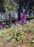 Orchis mascula