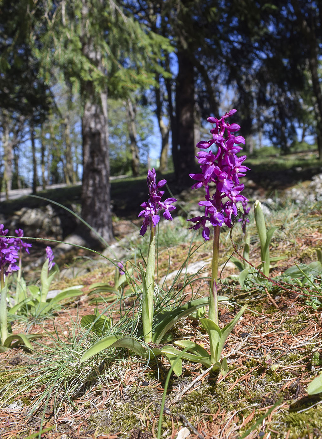 Изображение особи Orchis mascula.