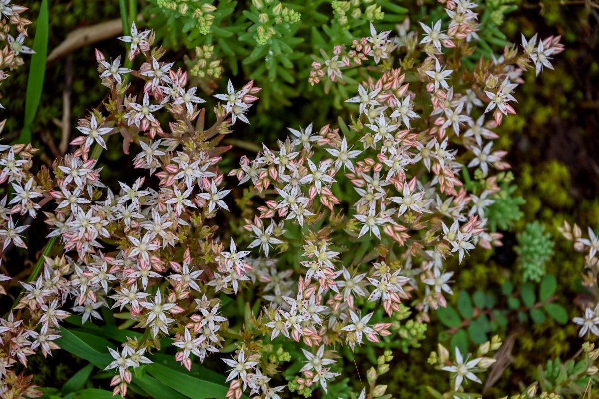 Изображение особи Sedum pallidum.