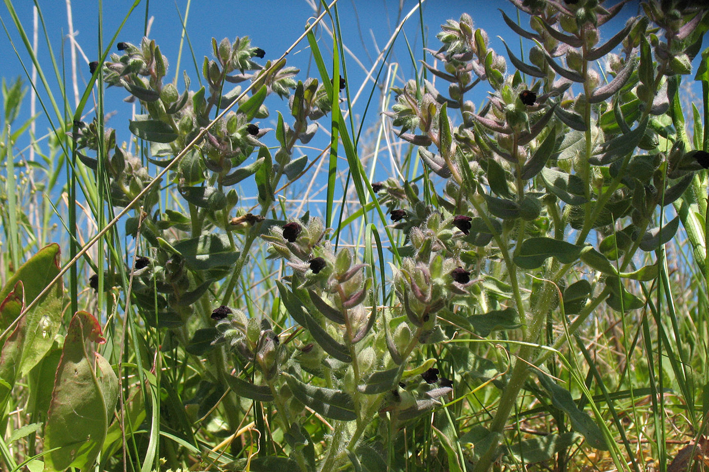 Image of Nonea pulla specimen.
