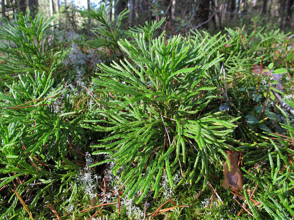 Image of Diphasiastrum complanatum specimen.