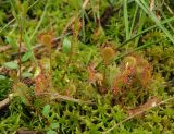 Drosera × obovata. Группа вегетирующих растений (побеги с овальными листьями – Vaccinium oxycoccos). Московская обл., г. о. Балашиха, оз. Бабошкино, моховая сплавина. 16.06.2024.