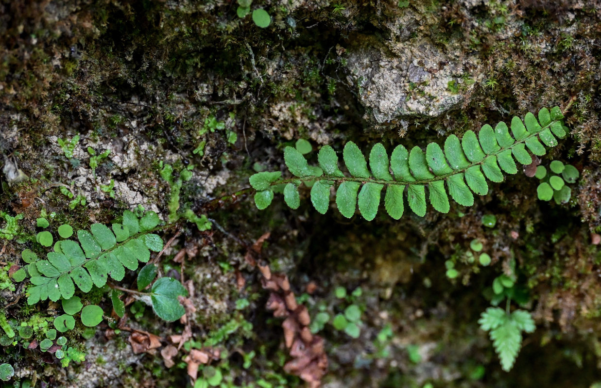 Изображение особи Polystichum craspedosorum.