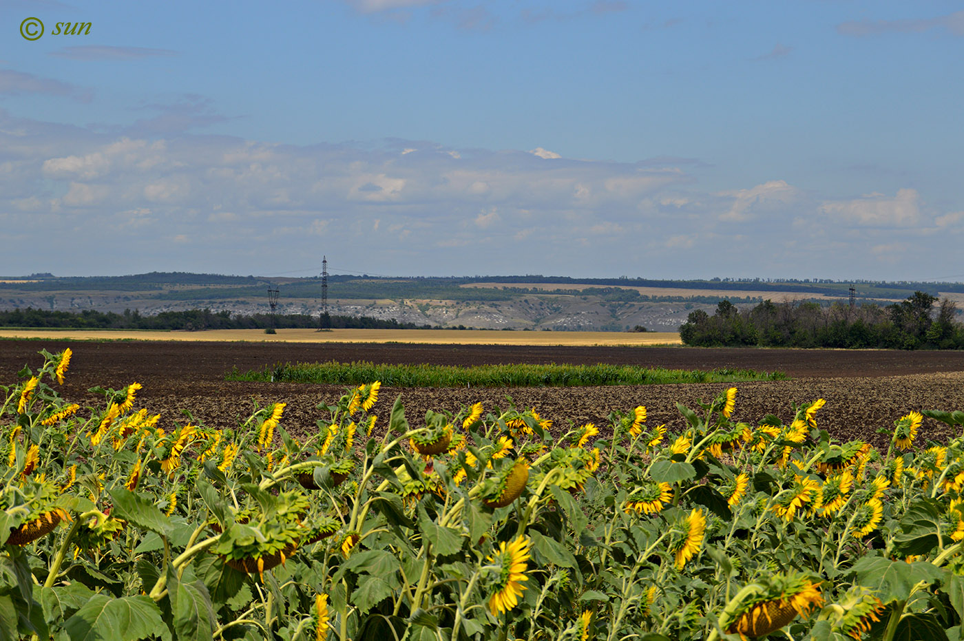 Изображение особи Helianthus annuus.