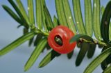 Taxus cuspidata