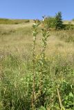 Malus sylvestris