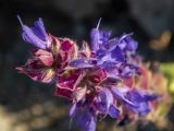 Salvia tesquicola