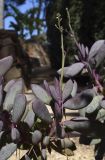 Senecio crassissimus. Верхушка побега с развивающимся соцветием и зацепившимися хвоинками Pinus halepensis. Испания, Каталония, пров. Жирона, комарка Баш-Эмпорда, муниципалитет Палафружель, ботанический сад \"Кап-Роч\". 19.03.2023.