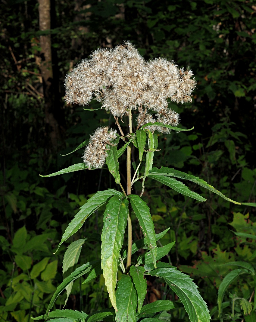 Image of Eupatorium cannabinum specimen.