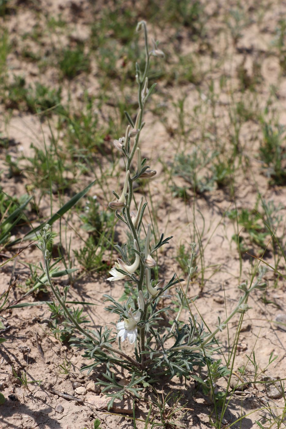 Image of Delphinium leptocarpum specimen.
