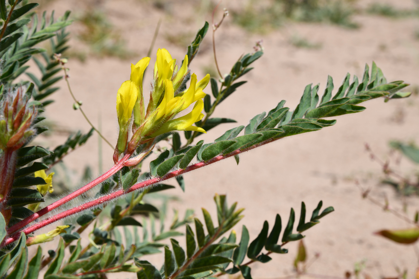 Image of Astragalus rubtzovii specimen.