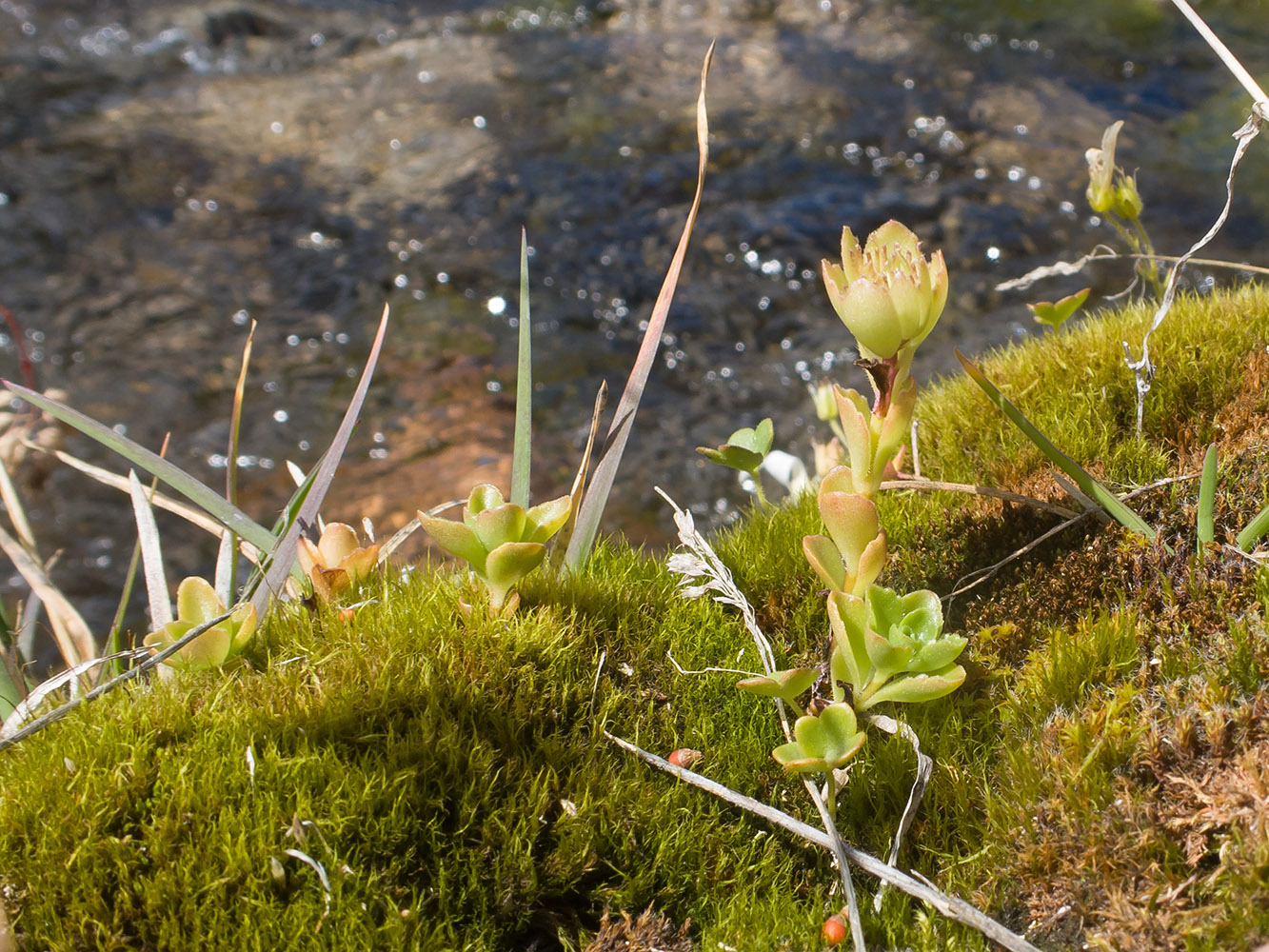 Image of Sedum oppositifolium specimen.