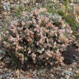 Oxytropis tragacanthoides