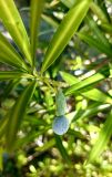 Podocarpus macrophyllus