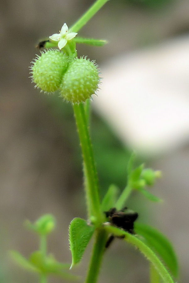 Image of Galium vaillantii specimen.