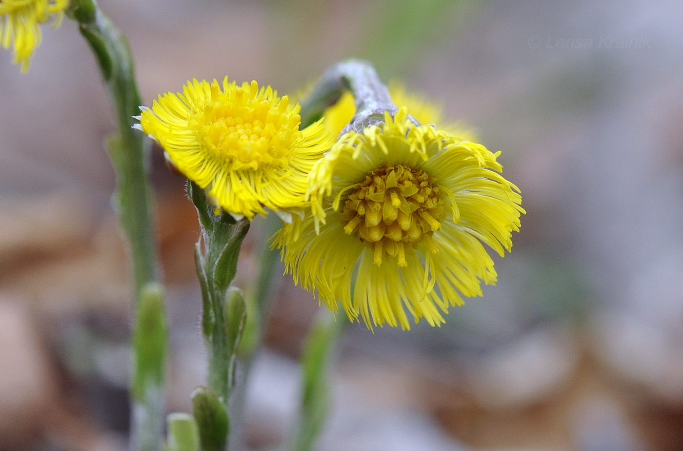 Image of Tussilago farfara specimen.