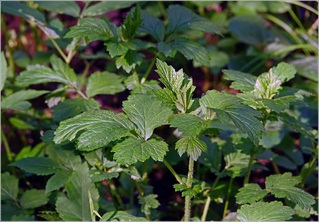 Image of Geum rivale specimen.