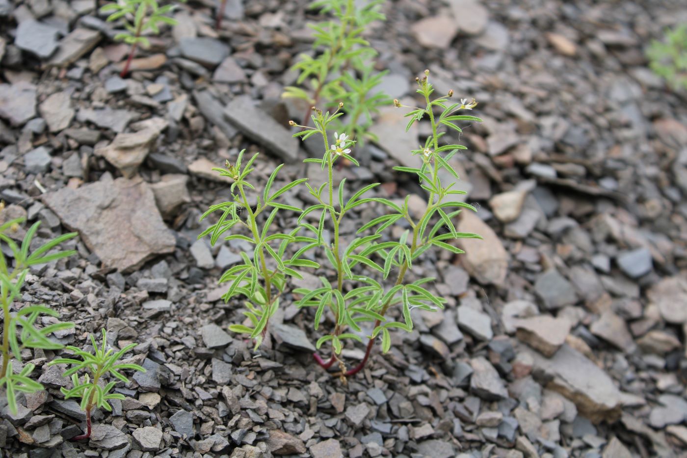 Image of Cleome donetzica specimen.
