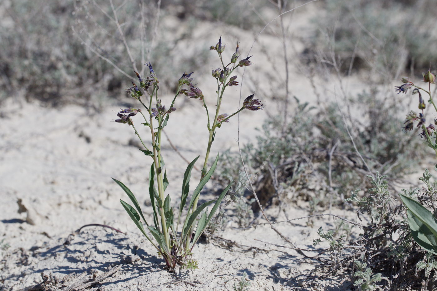 Image of Rindera tetraspis specimen.