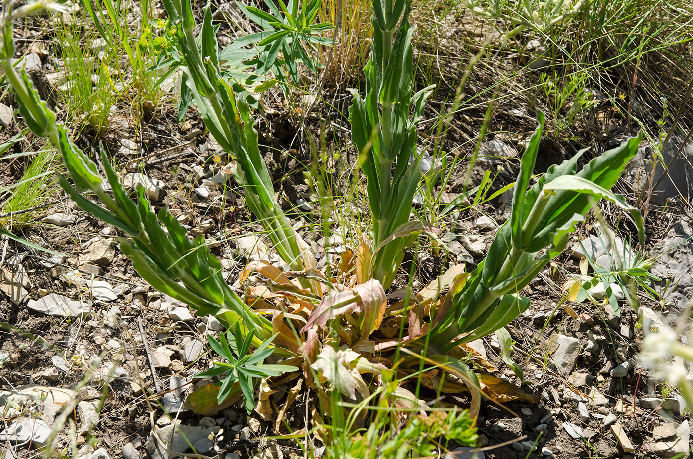 Image of Silene viscosa specimen.