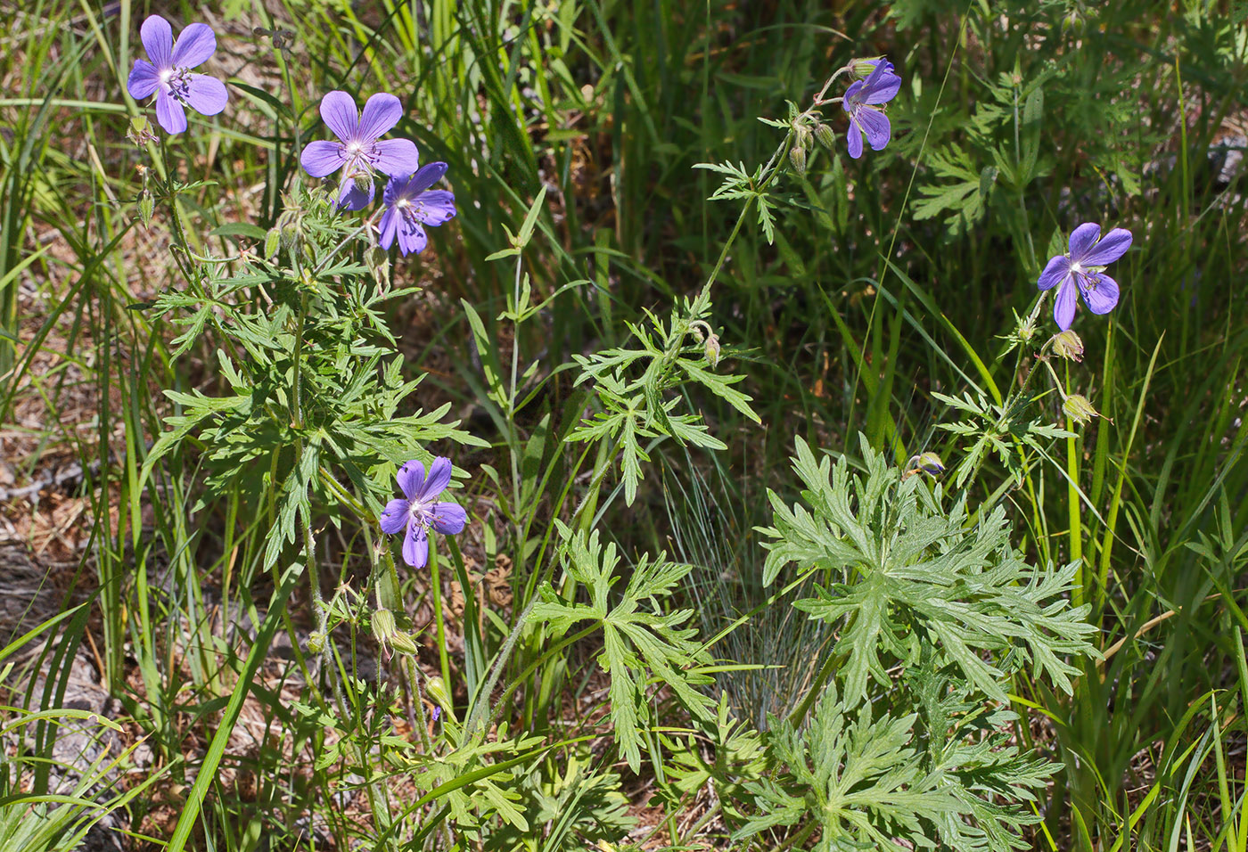 Image of Geranium pratense specimen.