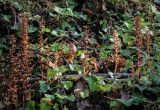 Orobanche hederae